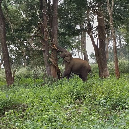 Kuruva Shoreline Wayanad Chegat ภายนอก รูปภาพ