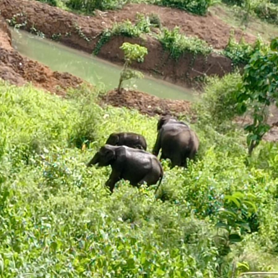 Kuruva Shoreline Wayanad Chegat ภายนอก รูปภาพ