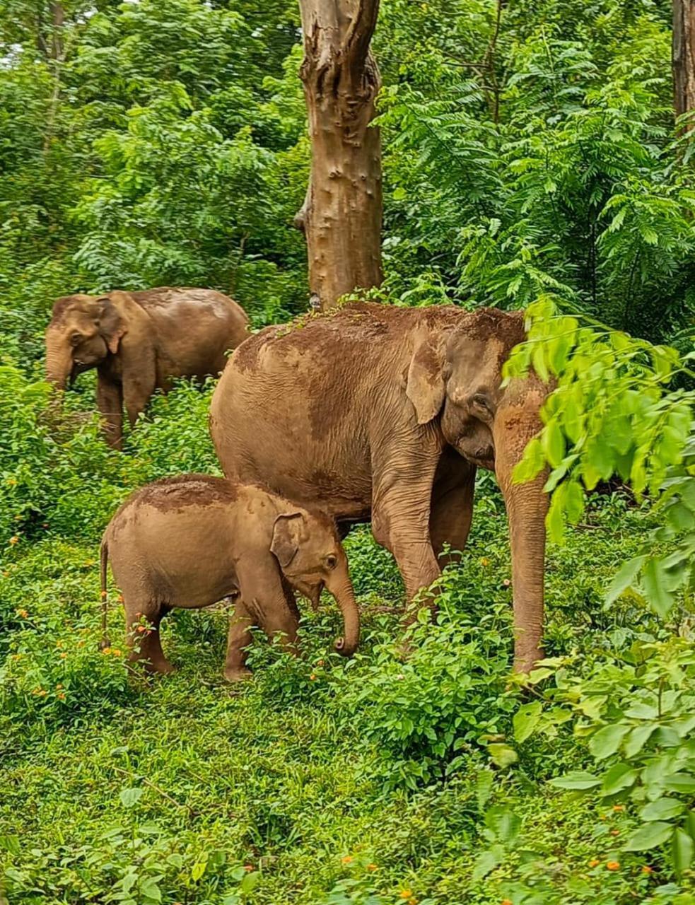 Kuruva Shoreline Wayanad Chegat ภายนอก รูปภาพ