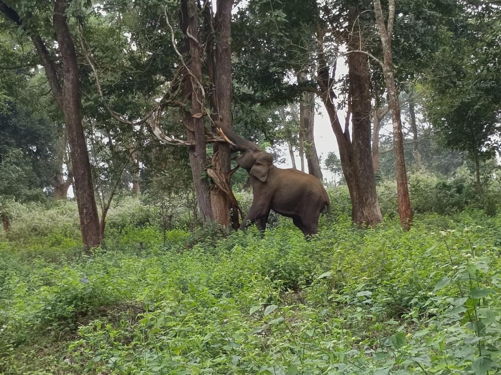 Kuruva Shoreline Wayanad Chegat ภายนอก รูปภาพ
